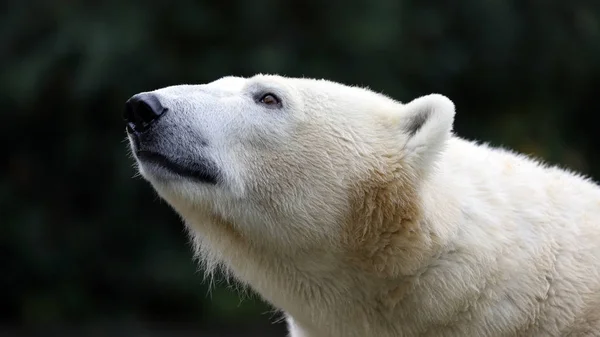 Gros Plan Ours Blanc Dans Zoo — Photo