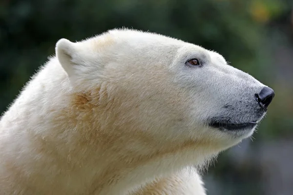 Primeros Planos Del Oso Polar Zoológico — Foto de Stock