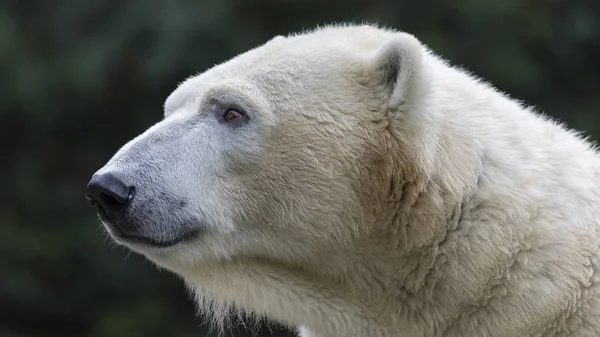 Белый Медведь Крупным Планом Зоопарке — стоковое фото
