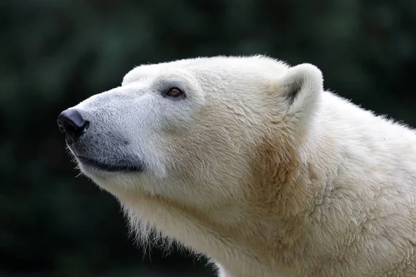 Ijsbeer Close Dierentuin — Stockfoto