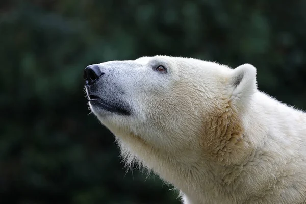 Gros Plan Ours Blanc Dans Zoo — Photo