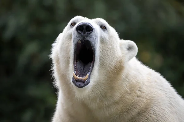 Primeros Planos Del Oso Polar Zoológico — Foto de Stock