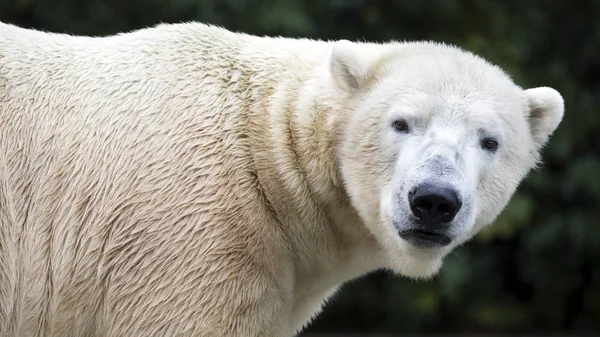 北极熊在动物园关闭 — 图库照片