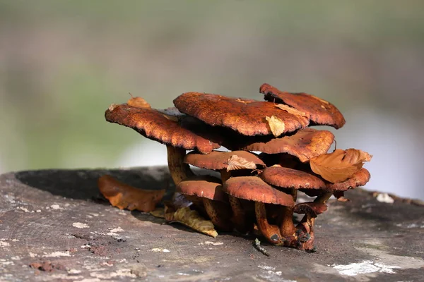 Brown Mushrooms Close Background — Stock Photo, Image