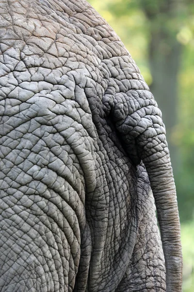 Elefantenschwanz Nahaufnahme Auf Hintergrund — Stockfoto