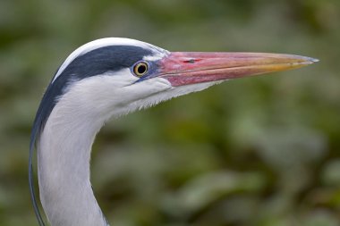 Doğa yakın mavi balıkçıl çekim