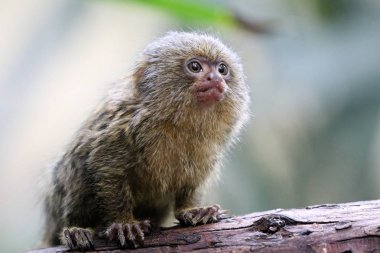 Young pygmee monkey on nature clipart