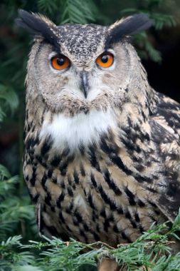 Avrasya kartal baykuş niteliğine