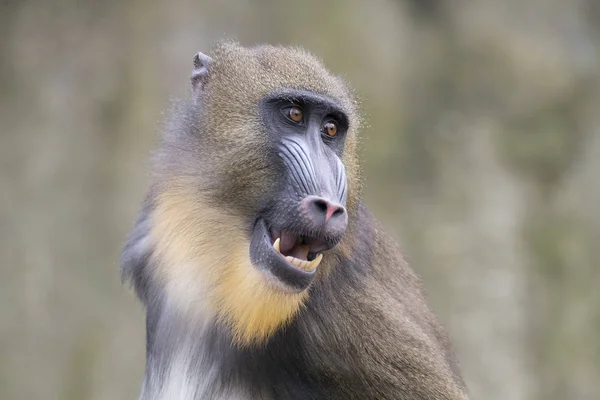 Young Male Mandrill Nature — Stock Photo, Image