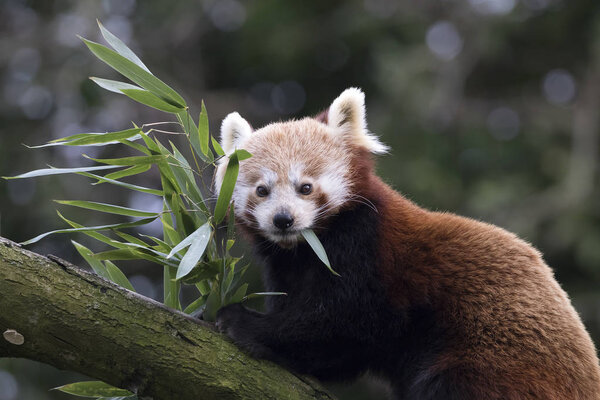 cute Red panda on nature