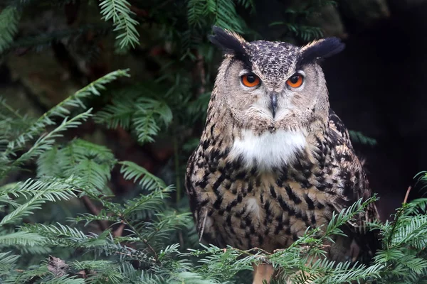 Eurasian Eagle Owl Nature — Stock Photo, Image