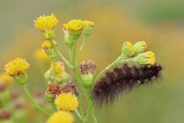 Caterpillar close up on nature clipart