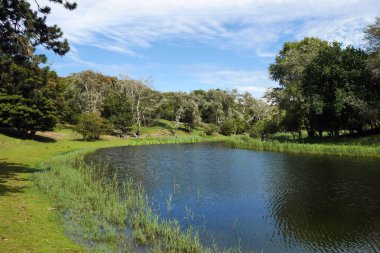 Güzel Amsterdamse Sulayan Duinen