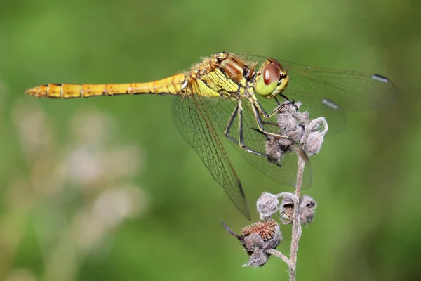 Sympetrum Sanguineum 自然特写 — 图库照片