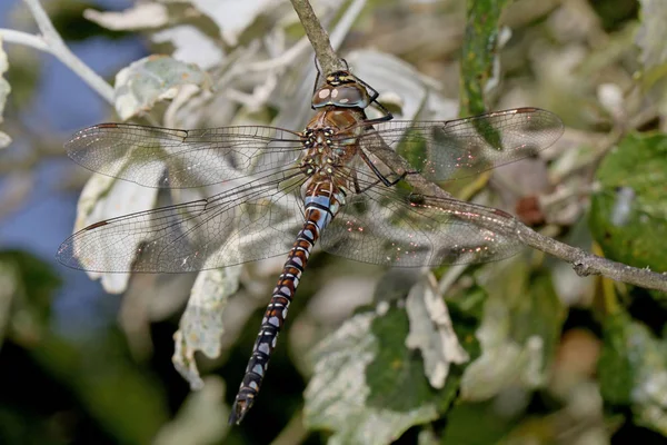 Όμορφη Dragonfly Κοντινό Στη Φύση — Φωτογραφία Αρχείου