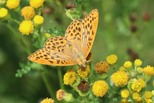 Fritillary Lavado Plata Naturaleza —  Fotos de Stock