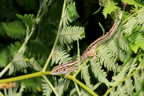 Lagarto Arena Primer Plano Sobre Naturaleza — Foto de Stock