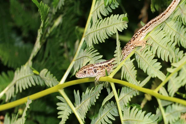 Lagarto Arena Primer Plano Sobre Naturaleza —  Fotos de Stock