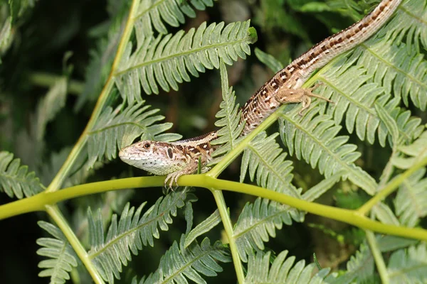 Lucertola Sabbia Primo Piano Sulla Natura — Foto Stock