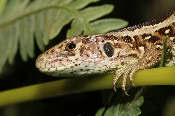 Lagarto Areia Close Natureza — Fotografia de Stock