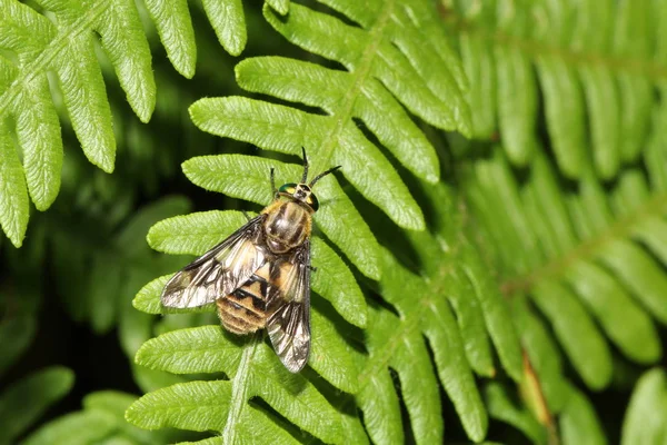 Biene auf grünem Blatt — Stockfoto