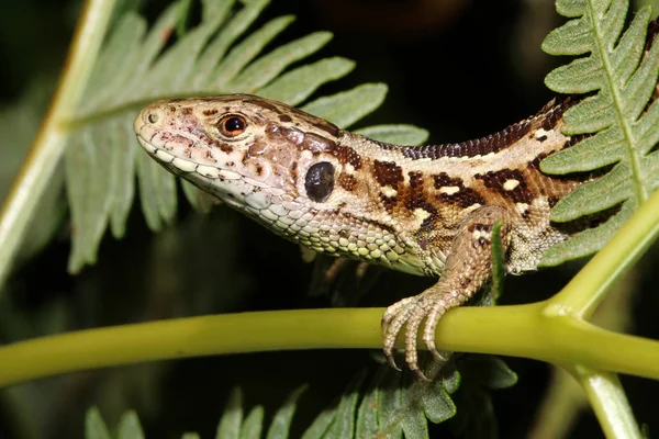 Lagarto Arena Primer Plano Sobre Naturaleza —  Fotos de Stock