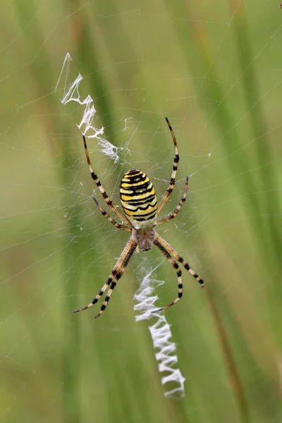 Doğa Wasp Örümcek Yakın Çekim — Stok fotoğraf