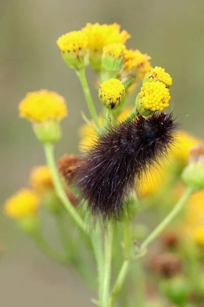 Caterpillar Κοντινό Στη Φύση — Φωτογραφία Αρχείου