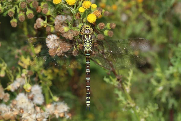 Dragonfly Close Nature — Stock Photo, Image