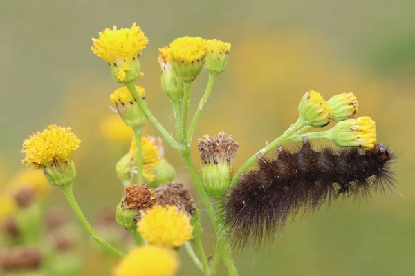 Oruga Cerca Sobre Naturaleza —  Fotos de Stock