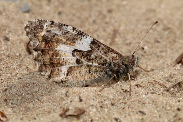 Mariposa Gris Primer Plano Sobre Naturaleza —  Fotos de Stock