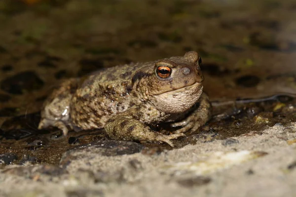 Sapo Común Bufo Bufo Con Larvas Toadfly Lucilia Bufonivora Cerca —  Fotos de Stock