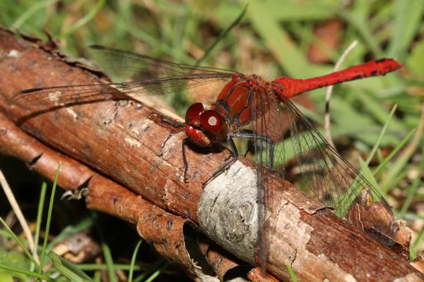 Sympetrum Sanguineum 自然特写 — 图库照片