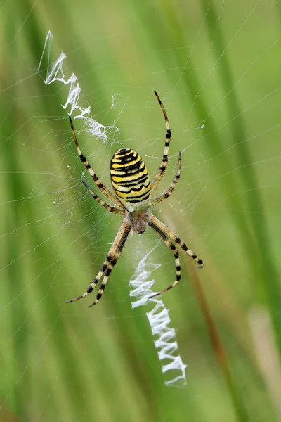 Wasp Spider Close Nature — Stock Photo, Image