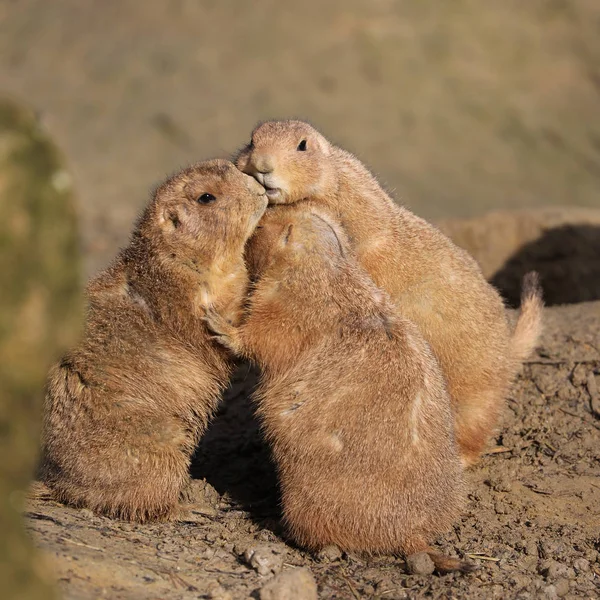 Prairie Dogs Close Nature — Stock Photo, Image