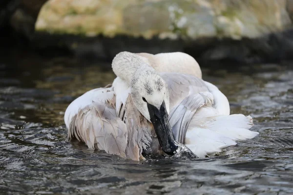 Trompeterschwan Wasser Auf Die Natur — Stockfoto