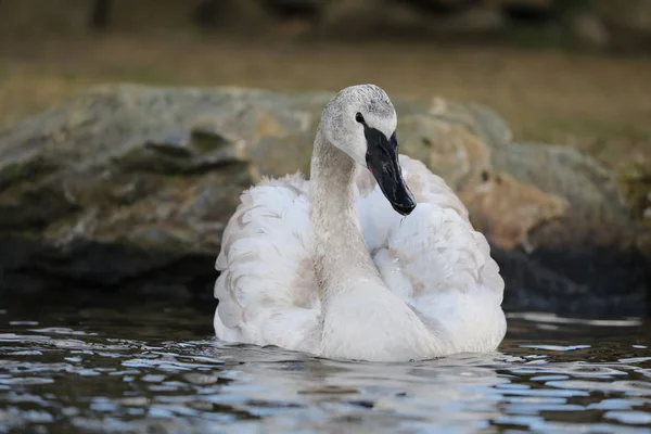 Trompetista Cisne Agua Naturaleza — Foto de Stock