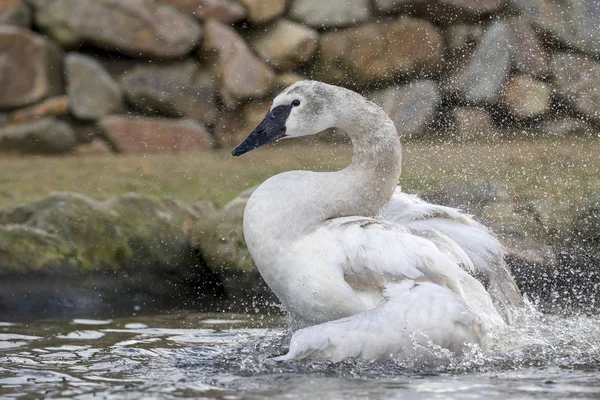 Labuť Trubač Vody Přírodě — Stock fotografie