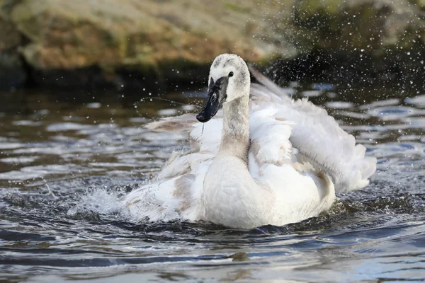 Trumpeter Swan Water Nature — Stock Photo, Image