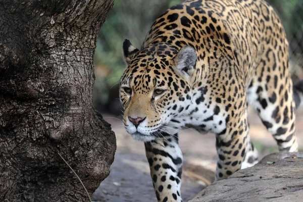 Jaguar Close Retrato Sobre Natureza — Fotografia de Stock