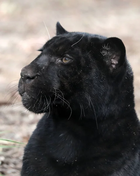 Black Panther Nahaufnahme Porträt Über Die Natur — Stockfoto