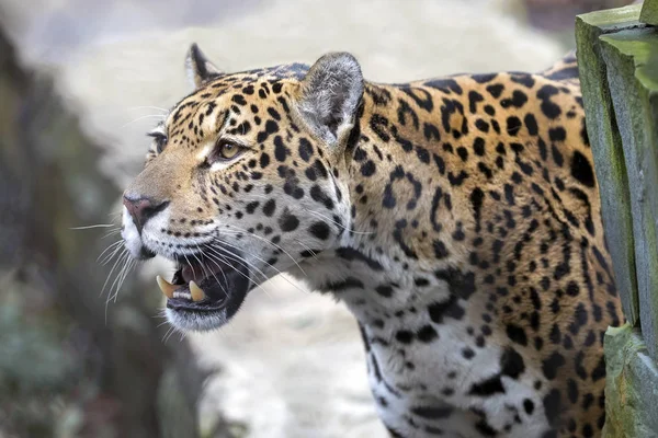Portrait Rapproché Jaguar Sur Nature — Photo