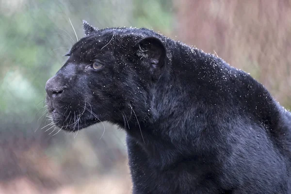 Портрет Черной Пантеры Природе — стоковое фото