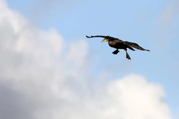 Great Cormorant Portrait Nature — Stock Photo, Image