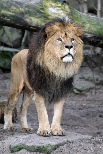 Male Lion Portrait Nature — Stock Photo, Image