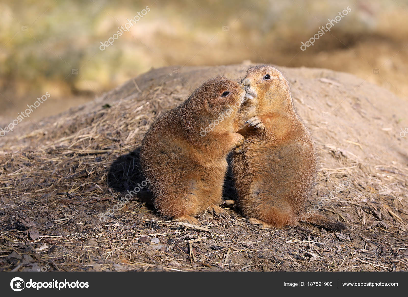 Kissing Prairie Dogs Blurred Background — Stock Photo © EBFoto