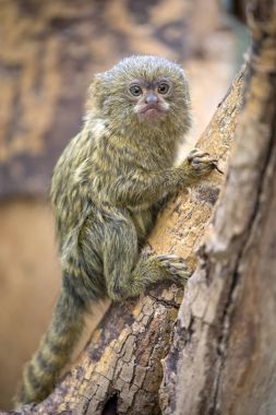 Pigme marmoset portre üzerinde arka plan bulanık 