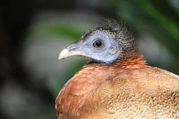 Argus Pheasant Head Close View — Stock Photo, Image