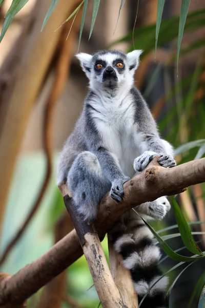 Ring Tailed Lemur Suddig Bakgrund — Stockfoto