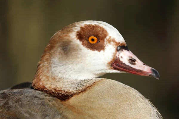 Egyptian Goose Portrait Blurred Background — Stock Photo, Image